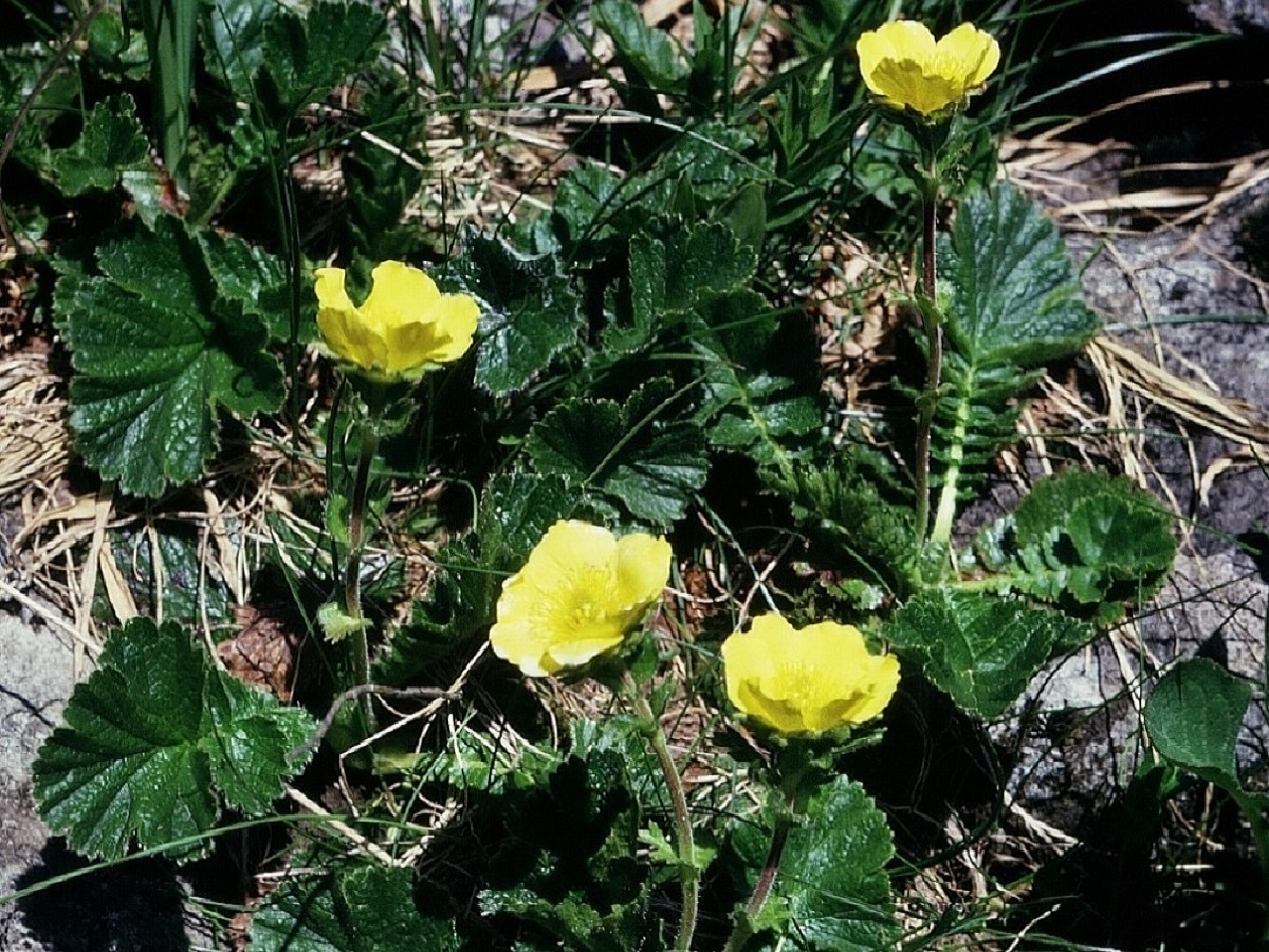 Geum montanum (Rosaceae)